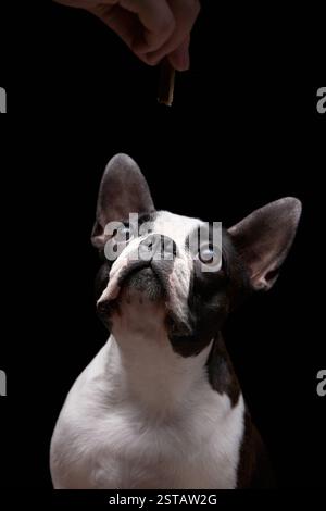 Einem Boston Terrier wird Nahrung durch eine Hand angeboten, die von der Seite hineinreicht. Der neugierige Ausdruck des Hundes und die dunkle Umgebung sorgen für eine stimmungsvolle und dennoch liebenswerte Atmosphäre Stockfoto