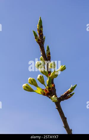 Knospen prunus avium, gemeinhin als Wildkirsche, Süßkirsche, Gänse oder Vogelkirsche bezeichnet. Budbreak. Frühling. Stockfoto