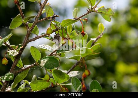 Cotoneaster procumbens. Cotoneaster-Buschpflanze mit Reifen roten Beeren. Stockfoto