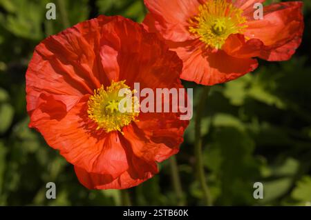Red Island-Mohn Stockfoto