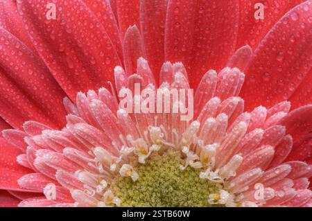 Macro Pink Gerber Gänseblümchen mit Wassertropfen Stockfoto