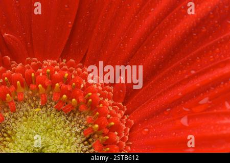 Macro Red Gerber Daisy mit Wassertropfen Stockfoto