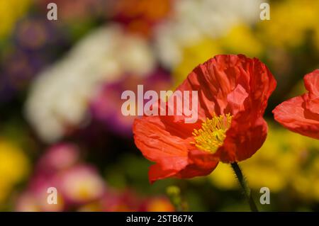 Red Iceland Poppie Bloom Stockfoto
