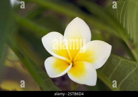 Gelbe Plumeria-Blumen auf dem Baum in Kauai, Hawaii Stockfoto
