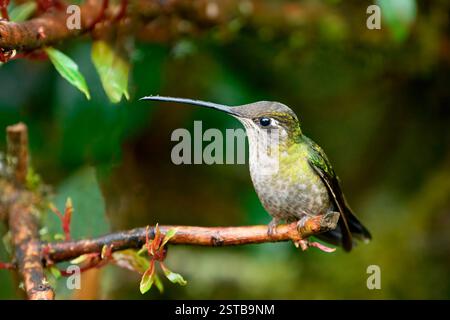 Talamanca Kolibri oder bewundernswerte Kolibri (Eugenes spectabilis) auf einem Zweig, Costa Rica Stockfoto