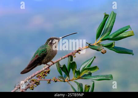 Talamanca Kolibri oder bewundernswerte Kolibri (Eugenes spectabilis) auf einem Zweig, Costa Rica Stockfoto