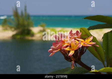 Wilde Plumeria-Blume Stockfoto