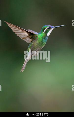 Fliegende Weißkehlchen-Bergjuwel (Lampornis castaneoventris), Costa Rica Stockfoto