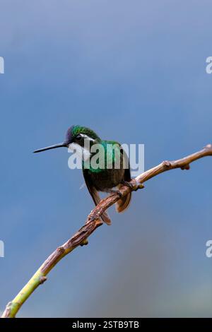 Weißkehlchen-Bergjuwel (Lampornis castaneoventris) auf einem Ast, Costa Rica Stockfoto