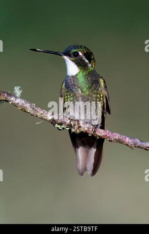 Weißkehlchen-Bergjuwel (Lampornis castaneoventris) auf einem Ast, Costa Rica Stockfoto