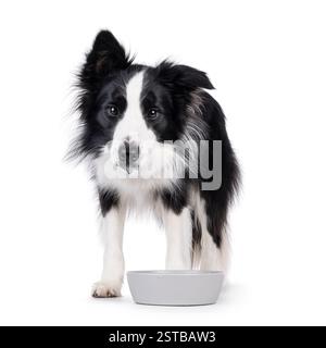 Bezaubernder typischer schwarz-weißer junger Erwachsener Border Collie Hund, der mit Blick nach vorne steht und Wasser aus der Schüssel trinkt. Blick direkt auf die Kamera. Isolierter o Stockfoto