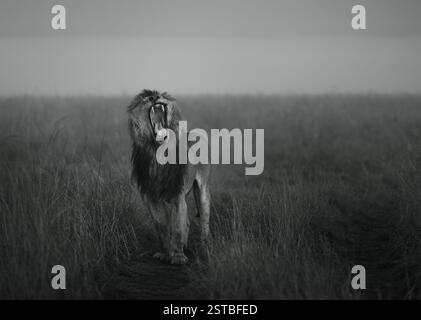 Großer König der afrikanischen Savanne, Löwe Lorkulup von Black Rock Pride, stehend und gähnt im hohen Gras des Maasai Mara Nationalparks am nebelnden Morgen Stockfoto
