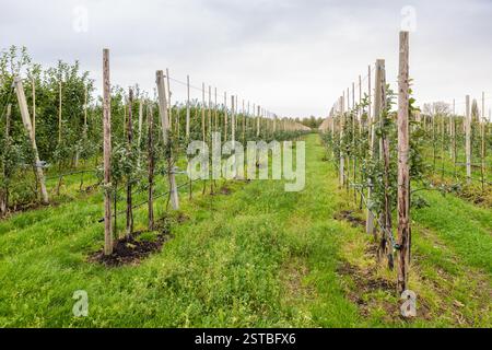 Ein Obstgarten mit Reihen von niederstieligen Apfelbäumen. Stockfoto