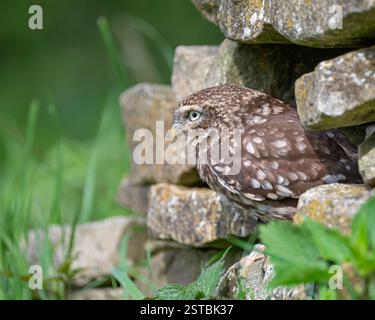 Eine kleine Eule (athene noctua) saß in einer Trockenmauer im British Wildlife Centre, Lingfield, surrey, England, Großbritannien. während eines ihrer Fototage. Stockfoto