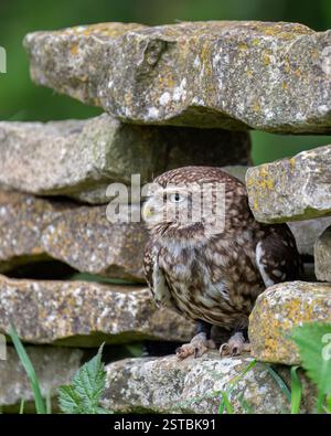 Eine kleine Eule (athene noctua) saß in einer Trockenmauer im British Wildlife Centre, Lingfield, surrey, England, Großbritannien. während eines ihrer Fototage. Stockfoto