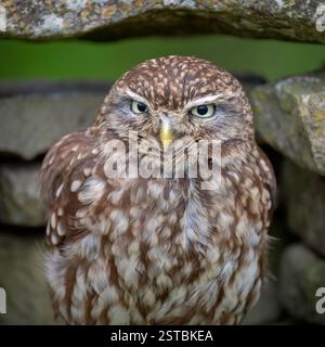 Eine kleine Eule (athene noctua) saß in einer Trockenmauer im British Wildlife Centre, Lingfield, surrey, England, Großbritannien. während eines ihrer Fototage. Stockfoto