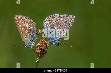 Gewöhnliche blaue Schmetterlinge Stockfoto