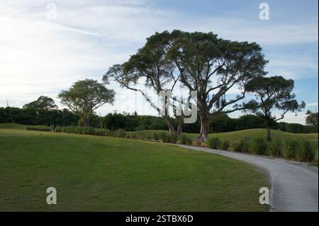 Ein unbefestigter Pfad schlängelt sich durch Miami, flankiert von zwei großen Bäumen mit leuchtend grünen Blättern. Sonnenlicht filtert durch die Äste und blättert den Weg als Stockfoto
