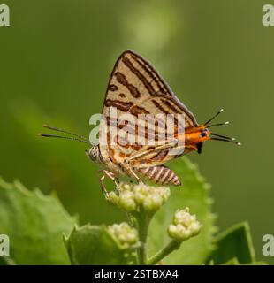 Langer Schmetterling mit silbernem Streifen Stockfoto