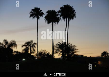 Zwei hohe, schlanke Palmen stehen vor einem farbenfrohen Sonnenuntergang von Miami. Ihre Wedel schwanken sanft in der warmen Abendbrise wie die s Stockfoto