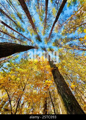 Schlanke Bäume von Nadel- und Laubbäumen streben im Herbst nach oben in den blauen Himmel. Grüne Nadeln und gelbe Blätter sind wunderschön illumina Stockfoto