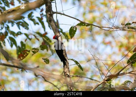 Ein schöner und endemischer männlicher Andaman-Spechte (Dryocopus hodgei), der auf der Seite eines schmalen Baumes in den wilden Wäldern von Süd-Andaman, Indien, thront. Stockfoto