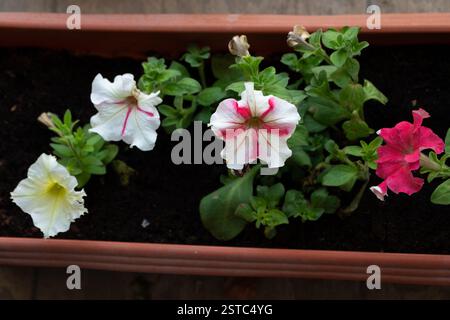 Niedriger Blickwinkel auf eine Vielzahl von bunten Petunia-Blumen, die in einem langen Pflanztopf im Garten blühen. Gartenkonzept. Stockfoto