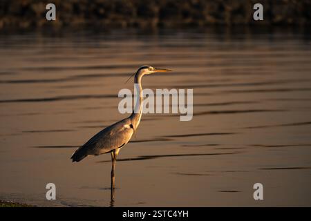 Ein einsamer wunderschöner Graureiher (Ardea cinerea), der im flachen Wasser eines Sees steht und in goldenes Licht getaucht ist. Stockfoto