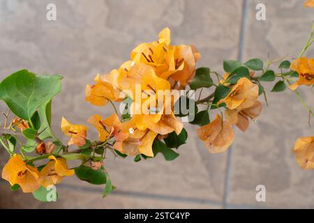 Nahaufnahme eines Zweiges mit Orangenblüten im Garten. Sie werden auch Bougainvillea glabra oder Paperflower genannt. Stockfoto