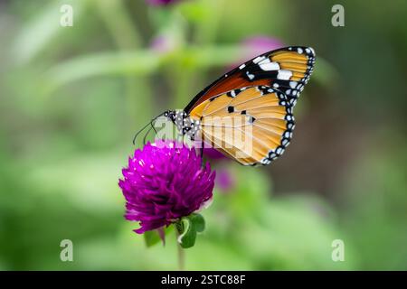 Wunderschöner orangefarbener Schmetterling auf leuchtender lila Blume, Nahaufnahme Makro Stockfoto