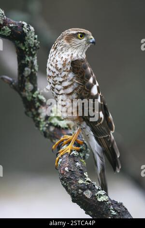 Ein junger eurasischer sparschwein, Accipiter nisus, verfolgt Beute auf einem Ast in Raasepori, Südwest-Finnland Stockfoto