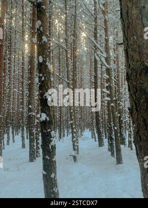 Kiefernwald während der goldenen Stunde. Eine verschneite Waldlandschaft in abgelegener Lage. Stockfoto