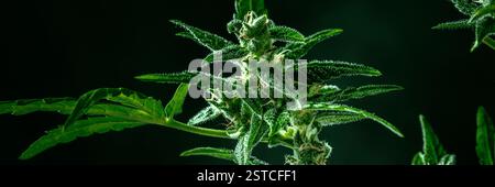 Cannabispflanze mit grünen Blättern und weißen Blüten, mit Trichomen, fast bereit für die Ernte, Panorama auf schwarzem Hintergrund Stockfoto