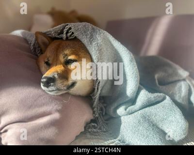 Nachdenklicher Shiba Inu mit einem traurigen Ausdruck, Kopf unter einer Decke. Die Stimmung ist nachdenklich und besinnlich. Hochwertige Nahaufnahmen. Kopierbereich verfügbar. Stockfoto