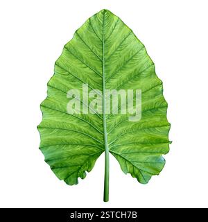 Ein großes grünes tropisches Blatt. Isoliert über weiß. Stockfoto