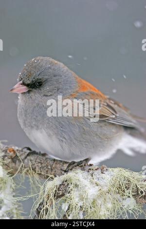 Dunkel-gemustertes Junco (Junco Hyemalis) Stockfoto