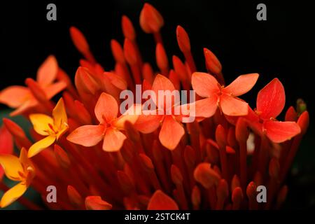 Eine Nahaufnahme einer zarten rosafarbenen Ixora-Blume mit ihren leuchtenden Spitzen und weichen Blütenblättern, die die Schönheit der Natur in voller Blüte einfangen Stockfoto