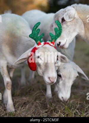 Weißes Katahdin-Schaf, das das weihnachtliche Rentiergeweih, das ein Mitglied seiner Herde trägt, um den Feiertag zu feiern, aus nächster Nähe betrachtet. Stockfoto
