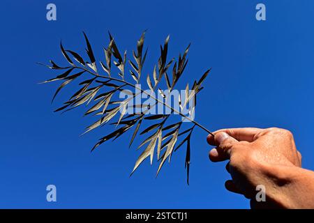 Trockenes Blatt (Grevillea robusta) an der Hand und blauer Himmel Stockfoto