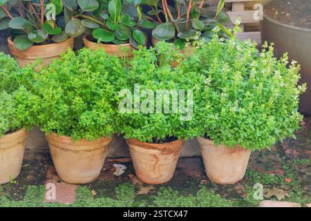 Aromatisches grünes Kraut. Oregano im Keramiktopf. Gewürzpflanzen im Hüttengarten. Stockfoto