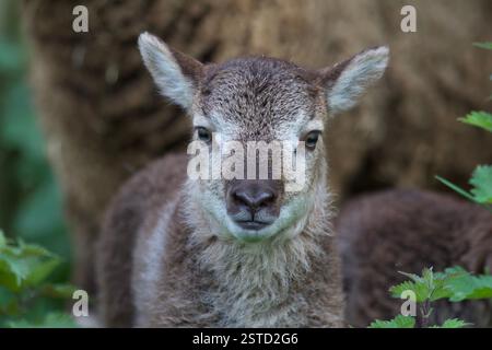 Castlemilk Moorit Lamb, Spitalfields City Farm, London Stockfoto