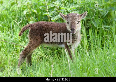 Castlemilk Moorit Lamb, Spitalfields City Farm, London Stockfoto