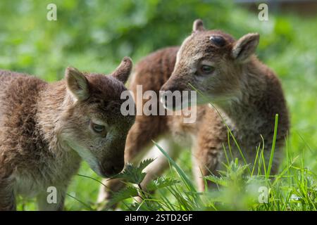 Castlemilk Moorit Lambs, Spitalfields City Farm, London Stockfoto