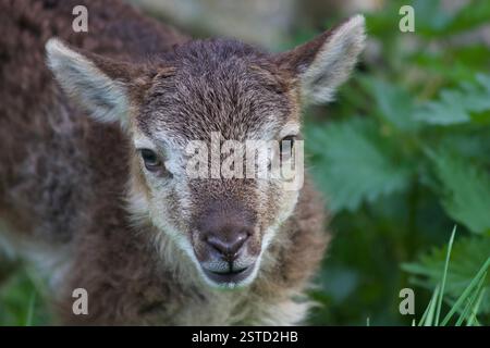 Castlemilk Moorit Lamb, Spitalfields City Farm, London Stockfoto