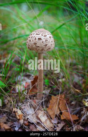 Sonnenschirm Pilz Stockfoto