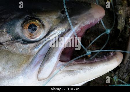 Atlantischer Lachs (Salmo salar) Nahaufnahme des Kopfes eines toten Fisches, der sich in den Fäden des Monofilamentnetzes eines Lachswildernetzes verstrickt hat. Stockfoto