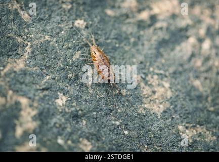 Sea slater (Meereslaus) auf Steingrund Stockfoto