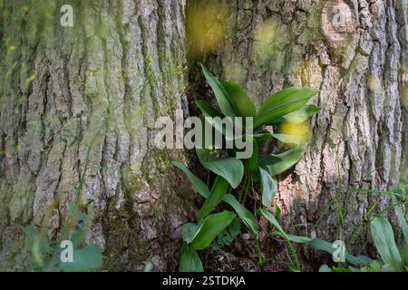Gestreifte Rinde eines Baumes im wilden Wald. Hintergrund der detaillierten Struktur des Baumstamms. Rauer brauner Baum Holzrinde natürliche Textur Hintergrund. Stockfoto