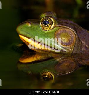 Großaufnahme eines männlichen amerikanischen Bullfrogs (Lithobates catesbeianus) - Huron County, Ontario, Kanada Stockfoto