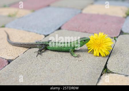 Erstaunliche Gast-grüne Eidechse mit gelber Löwenzahnblüte auf Pflasterplatte. Welt der Reptilien und Zoologie. Lustige Grußkarte Stockfoto